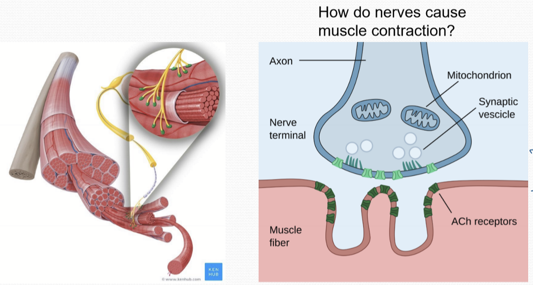 <p>Neurotransmitter; typically Acetylcholine/ACh, secreted from Synaptic Vesicles.</p>