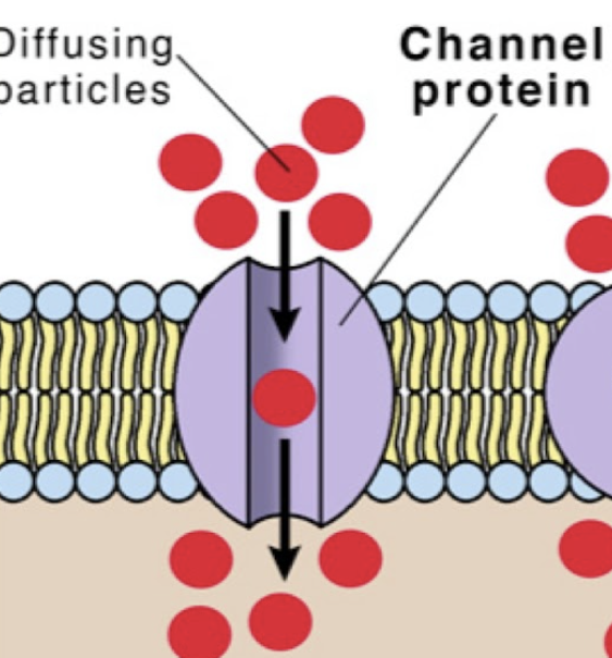 <ul><li><p>integral protein that is constantly open to allow ions to pass in and out of the cell down their concentration gradient via passive transport&nbsp;&nbsp;</p></li><li><p>pore</p></li></ul><p></p>