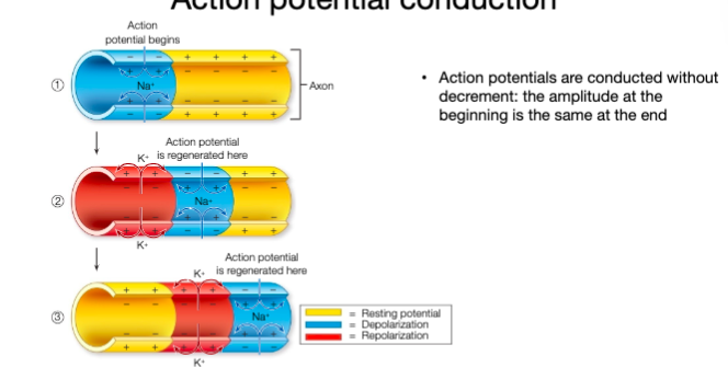 <p>unidirectional</p>