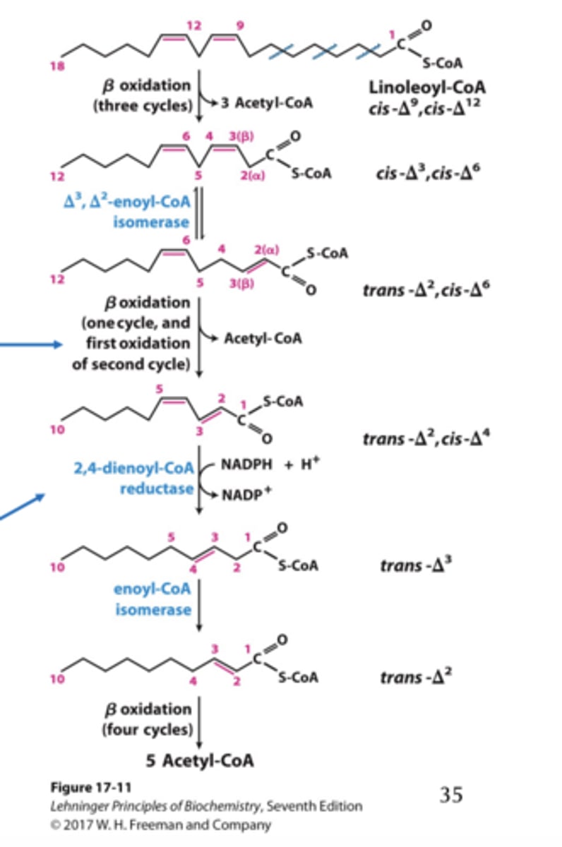 <p>NADPH reduces the remaining unsaturated bond, resulting in no further loss of FADH 2 . (bottom arrow)</p><p>- ATP calculation is the same as monounsaturated</p>