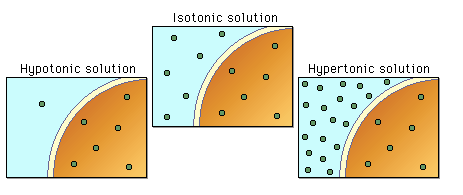 <p><mark data-color="#6ef9f2" style="background-color: #6ef9f2; color: inherit"><u>Hypertonic-</u></mark> when solutes in the solution outside of a cell is higher than the internal concentration.</p><p><mark data-color="#9ac4ff" style="background-color: #9ac4ff; color: inherit"><u>Hypotonic-</u></mark> when the concentration of particles in the inside of a cell is higher than the solutes in the solution outside of it.</p><p>(P.S: isotonic is when both concentration of interior and exterior are equal)</p>