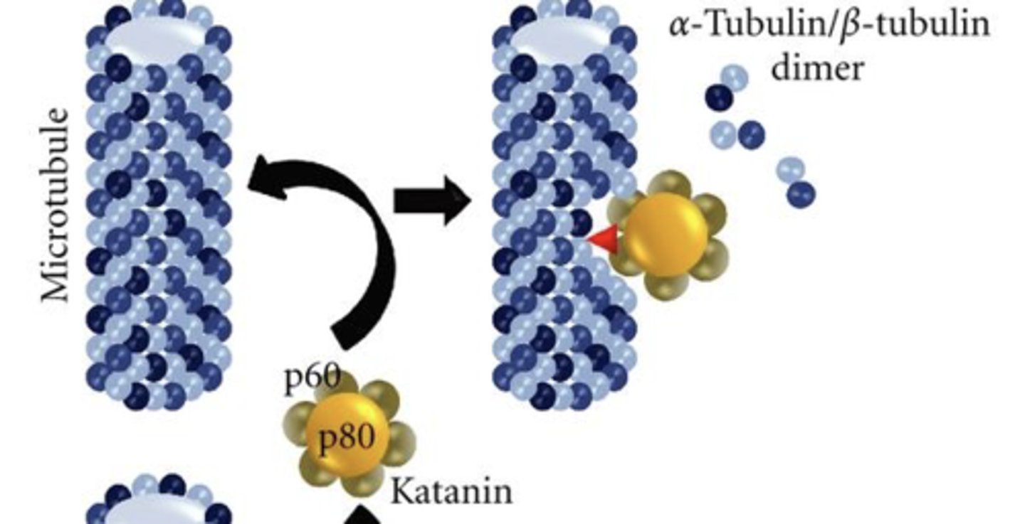 <p>Severs microtubules like a katana severing a paper towel roll</p>