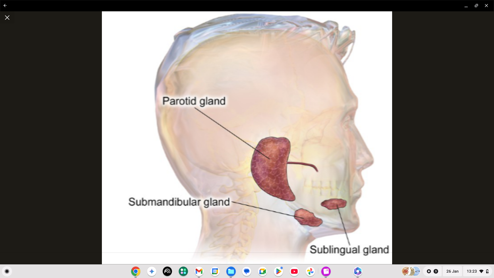 <p>Under your jaw. </p>