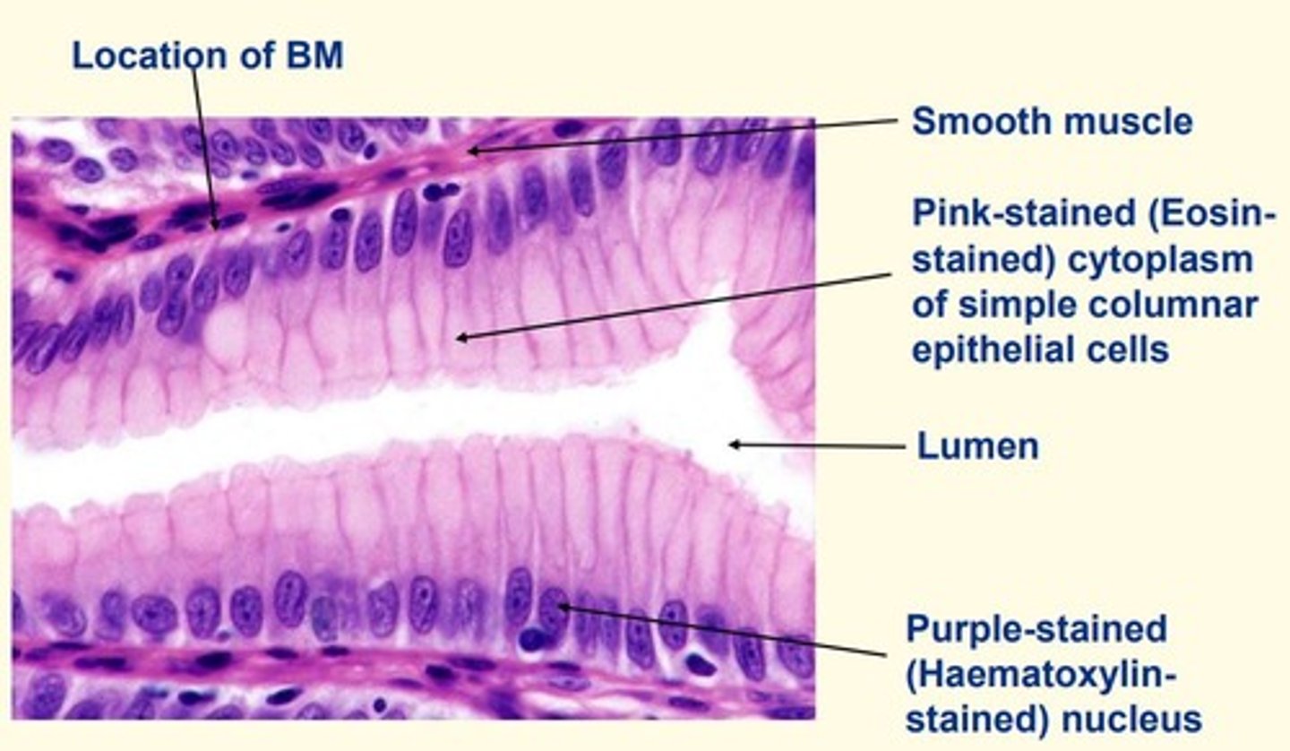 knowt flashcard image