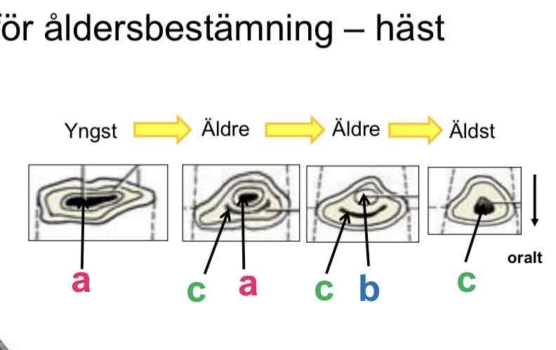 <p>(åldersbestämning häst) Stjärna, sekundärdentin (täcker pulpan) (c)</p>