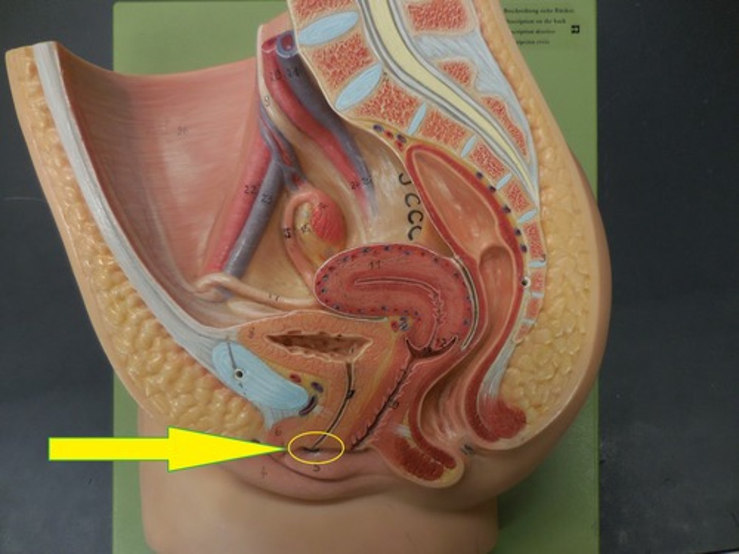 <p>Outlet for urinary system, no reproductive function in females</p>