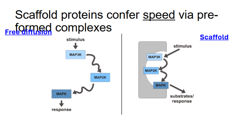 <ul><li><p>Provide docking sites for multiple proteins.</p></li><li><p>Link proteins in a signalling cascade.</p></li><li><p>Increase speed and specificity.</p></li><li><p>Control location of signalling.</p></li><li><p>Can inhibit signalling at high concentrations.</p></li></ul><p></p>