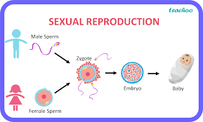<p>Sexual Reproduction</p>