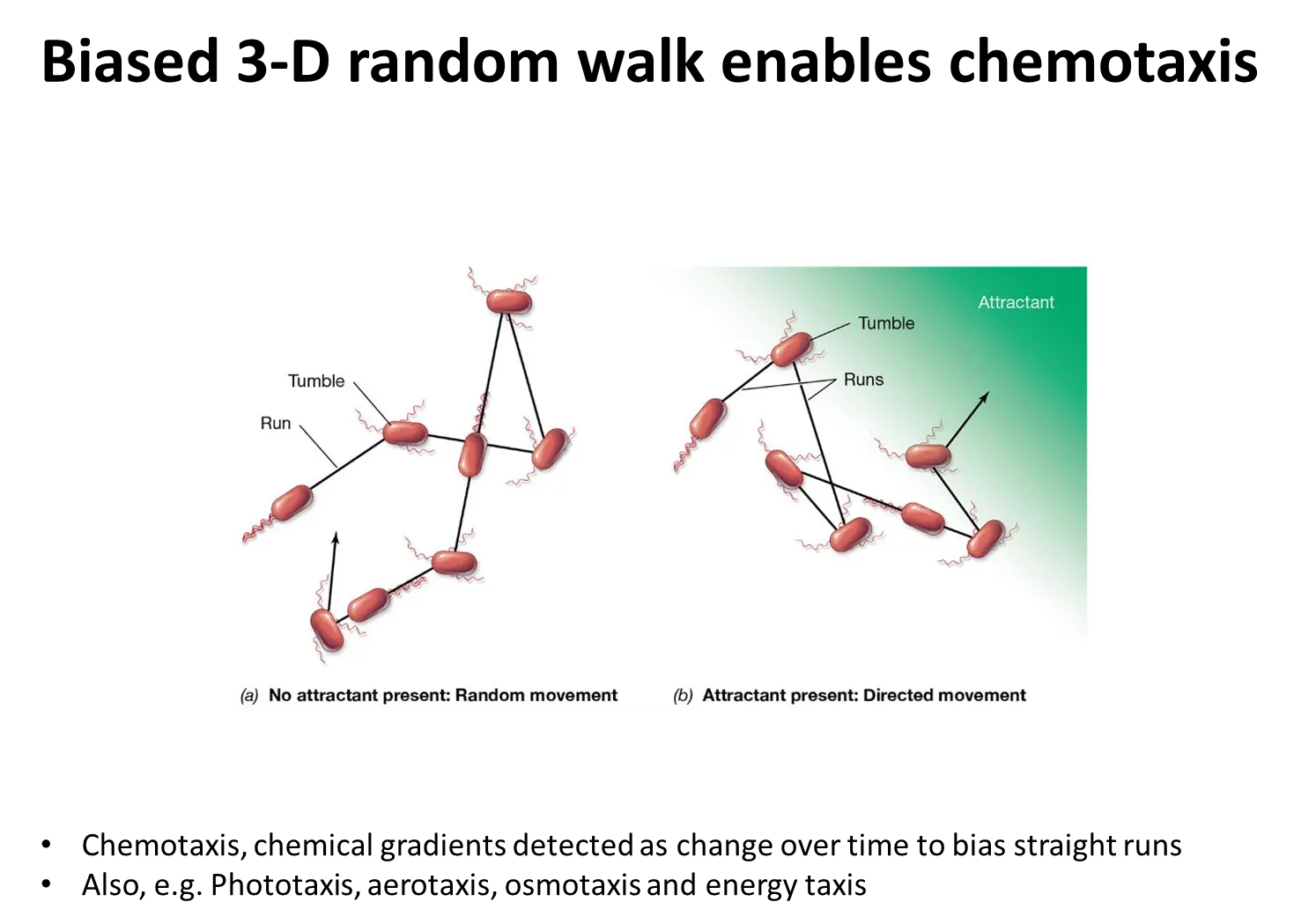 <p><strong>positive chemotaxis towards an attractant (eg. sugar):</strong></p><ul><li><p>if the bacteria are swimming away from the attractant, the frequency of tumbling increases so that the bacteria turn towards it, and the frequency of tumbling then decreases</p></li></ul><p>the <strong>opposite</strong> occurs for <strong>negative chemotaxis away from a repellent (eg. toxin)</strong></p><p></p><p>this is called the <strong>biased 3D random walk</strong></p><p></p>