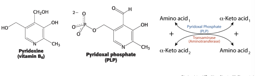 <p>pyridoxal phosphate (PLP) from vitamin B<sub>6</sub> </p><ul><li><p>aminotransferases require the coenzyme pyridoxal phosphate (PLP) - a derivative of pyridoxine (vitamin B6)</p></li></ul><p></p>