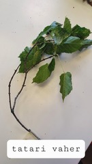 Acer tataricum