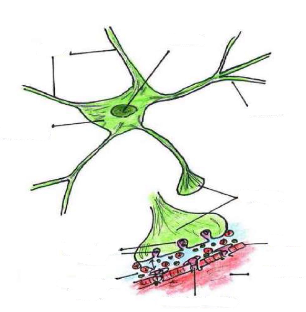 <p>Die Nervenzelle- motorische Endplatte</p>