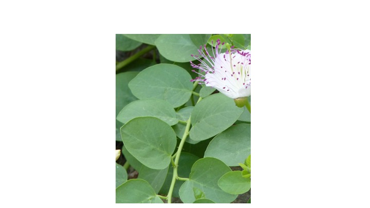 <p><span>What type of phyllotaxis does this plant possess?</span></p><ul><li><p>Whorled</p></li><li><p>Opposite</p></li><li><p>Alternate</p></li></ul><p></p>