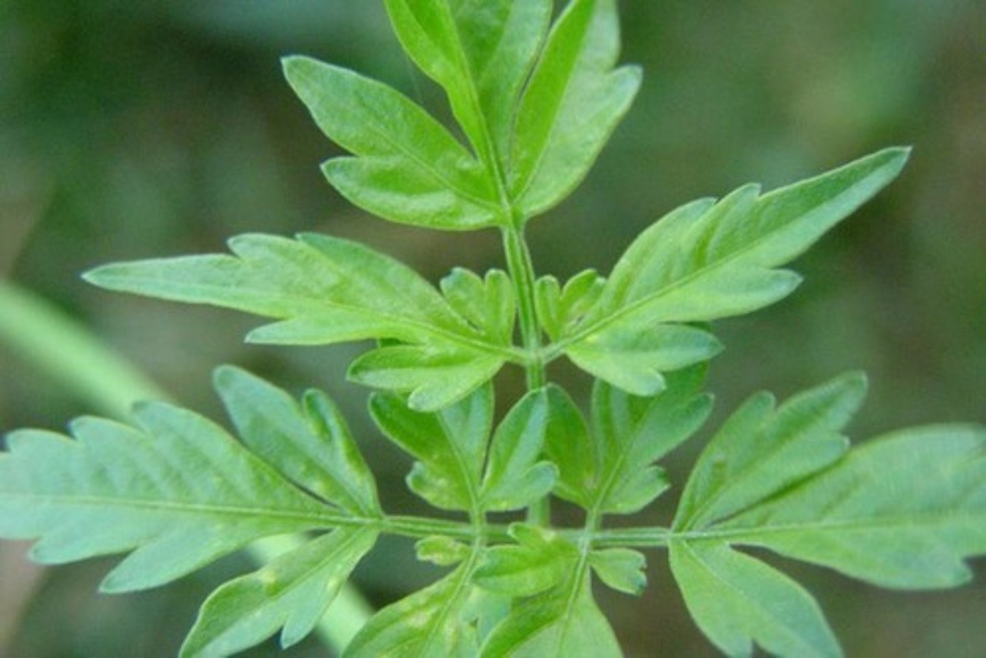 <p>An organism, usually a plant or bacterium, that produces organic compounds from simple inorganic molecules and energy (typically light energy) from the environment.</p>