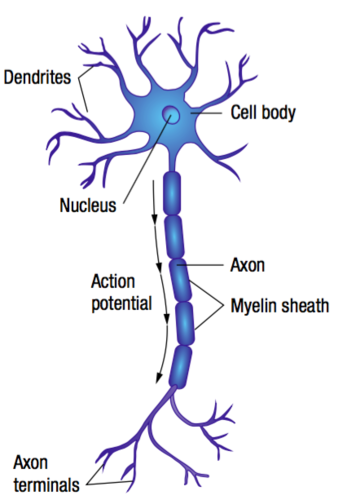 <table><tbody><tr><td colspan="1" rowspan="1" colwidth="123"><p style="text-align: center">Neurons</p></td><td colspan="1" rowspan="1"><p style="text-align: center">Key Components</p></td></tr><tr><td colspan="1" rowspan="1" colwidth="123"><p>Dendrite</p></td><td colspan="1" rowspan="1"><p>Receives incoming neural messages.</p></td></tr><tr><td colspan="1" rowspan="1" colwidth="123"><p>Soma</p></td><td colspan="1" rowspan="1"><p>The body of the neuron, containing the nucleus with the genetic material for the neuron.</p></td></tr><tr><td colspan="1" rowspan="1" colwidth="123"><p>Axon</p></td><td colspan="1" rowspan="1"><p>The pathway down which the neural message travels.</p></td></tr><tr><td colspan="1" rowspan="1" colwidth="123"><p>Myelin Sheath</p></td><td colspan="1" rowspan="1"><p>Fatty tissue that encases the axon to aid in speed of transmission.</p></td></tr><tr><td colspan="1" rowspan="1" colwidth="123"><p>Axon Terminal</p></td><td colspan="1" rowspan="1"><p>Exit pathways for neural messages to make their way to the next neuron.</p></td></tr><tr><td colspan="1" rowspan="1" colwidth="123"><p>Terminal Buttons</p></td><td colspan="1" rowspan="1"><p>Releases a chemical substance known as a neurotransmitter to a receiving neuron for communication purposes; also referred to as synaptic knobs.</p></td></tr></tbody></table>