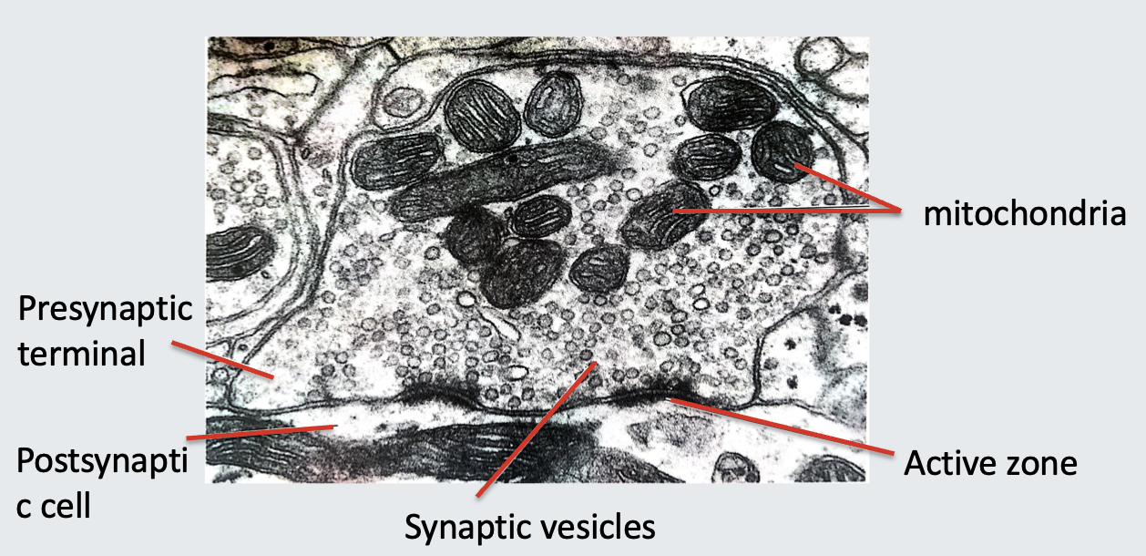 <ul><li><p><strong>SNARE Proteins Types:</strong></p><ul><li><p><strong>v-SNAREs</strong>: Found on vesicles.</p></li><li><p><strong>t-SNAREs</strong>: Found on the target membrane.</p></li></ul></li><li><p><strong>SNARE Peptide Structure:</strong></p><ul><li><p>Lipophilic region inside the membrane.</p></li><li><p>Long tail projecting into the cytosol.</p></li></ul></li></ul><p></p>