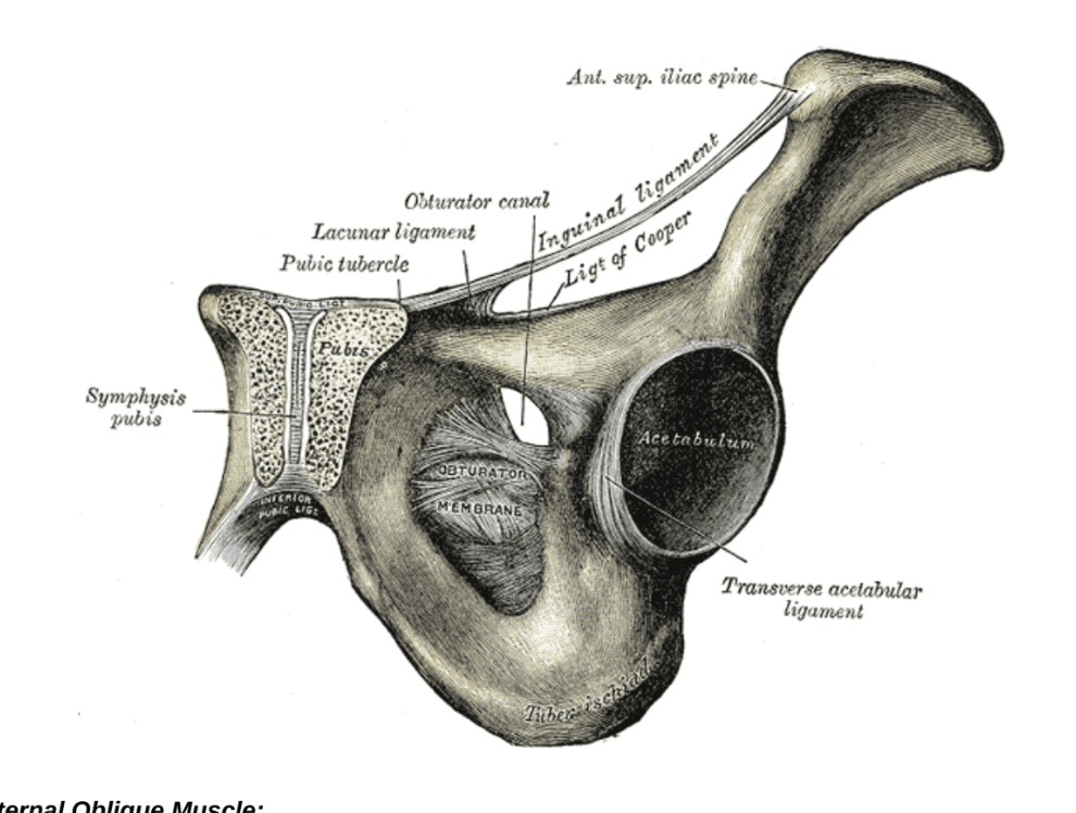 <p>Inguinal ligament folds over itself creating a trough, playing an important role in the formation of the inguinal canal — several other ligaments also formed from extensions of fibers at medial end of inguinal ligament</p><ul><li><p>Lacunar ligament —</p><ul><li><p>Crescent shaped extension of fibers at medial end of inguinal ligament that passes backwards to attach to pecten pubic on the superior ramus of the pubic bone</p></li></ul></li><li><p>Pectineal(Cooper’s) ligament —</p><ul><li><p>Formed by additional fibers that extend from the lacunar ligament along the pecten pubis of the pelvic brim</p></li></ul></li></ul>