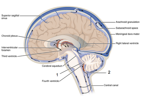 <p>openings in the 4th ventricle that allow CSF to exit the ventricles and enter the subarachnoid space to circulate up and around the brain</p>