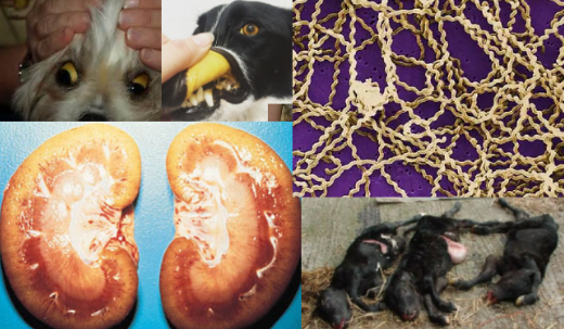 Can we culture Leptospira?