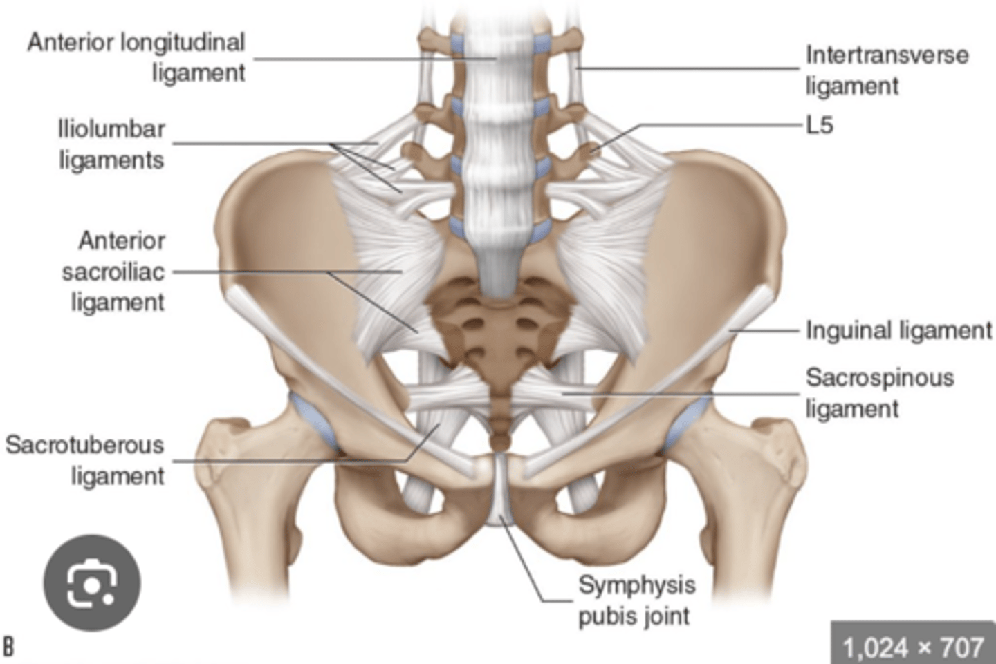 <p>The is the iliolumbar ligament between? </p>