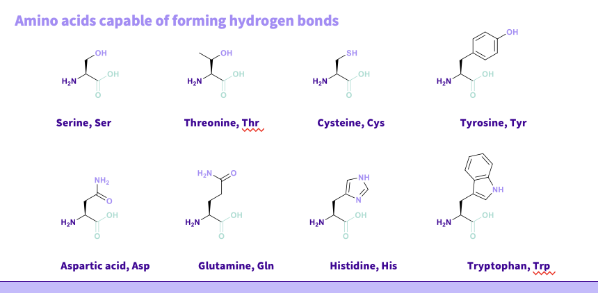 <p><span style="font-family: &quot;Source Sans Pro&quot;;"><strong>Serine, Ser</strong></span></p><p><span style="font-family: &quot;Source Sans Pro&quot;;"><strong>&nbsp;Threonine, Thr</strong></span></p><p><span style="font-family: &quot;Source Sans Pro&quot;;"><strong>&nbsp;Cysteine, Cys&nbsp;</strong></span></p><p><span style="font-family: &quot;Source Sans Pro&quot;;"><strong>Tyrosine, Tyr&nbsp;</strong></span></p><p><span style="font-family: &quot;Source Sans Pro&quot;;"><strong>Aspartic acid, Asp</strong></span></p><p><span style="font-family: &quot;Source Sans Pro&quot;;"><strong>&nbsp;Glutamine, Gln</strong></span></p><p><span style="font-family: &quot;Source Sans Pro&quot;;"><strong>&nbsp;Histidine, His.&nbsp;</strong></span></p><p><span style="font-family: &quot;Source Sans Pro&quot;;"><strong>Tryptophan, Trp.&nbsp; </strong></span></p><p><span style="font-family: &quot;Source Sans Pro&quot;;"><strong>&nbsp;NOTE - Hydrogen bonds are weaker and usually require lots for strength</strong></span></p>