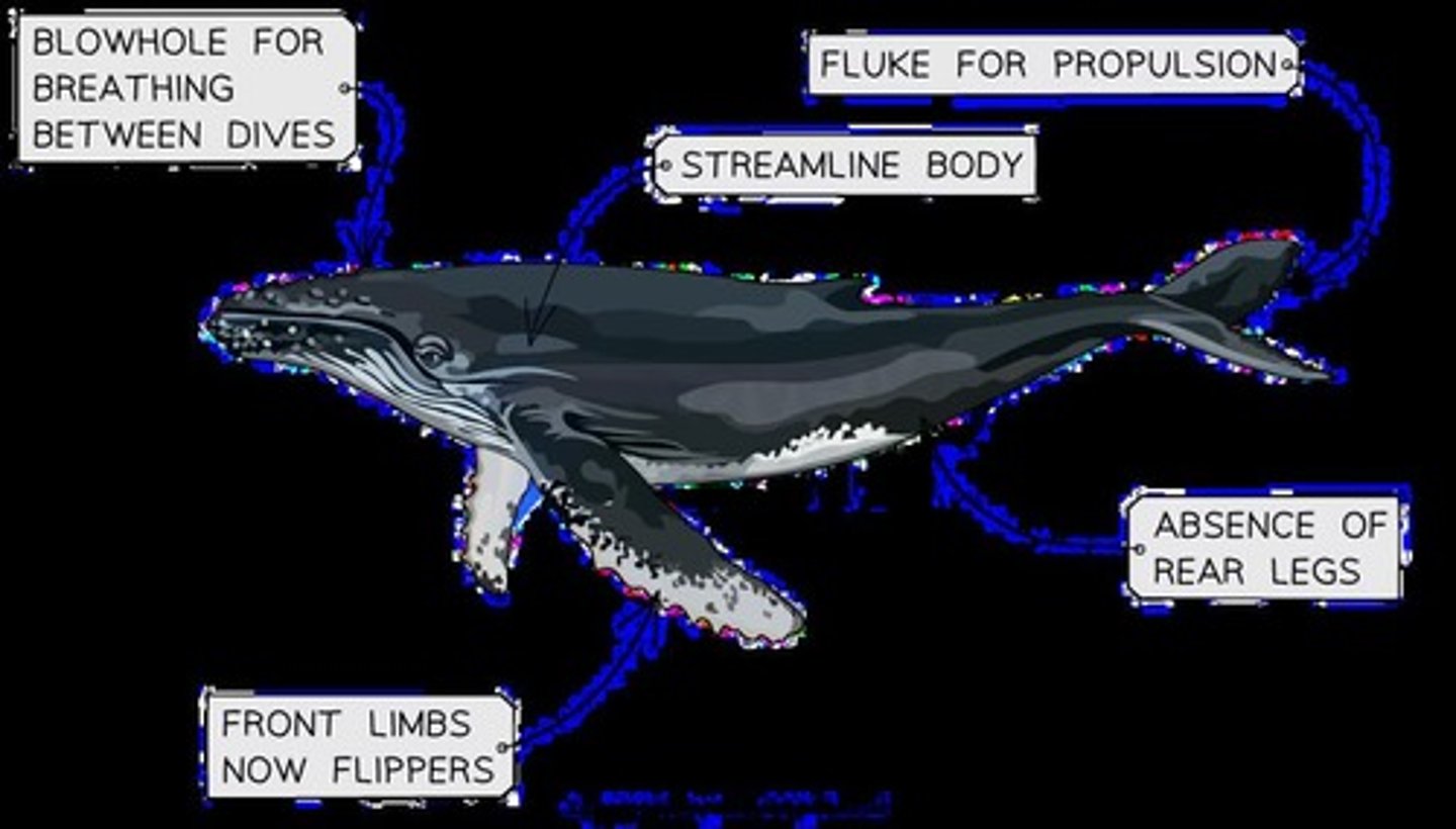<p>The external skeleton found in arthropods, such as spiders and crabs.</p>