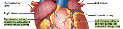 <p>CORONARY SULCUS (ATRIOVENTRICULAR GROOVE)</p>