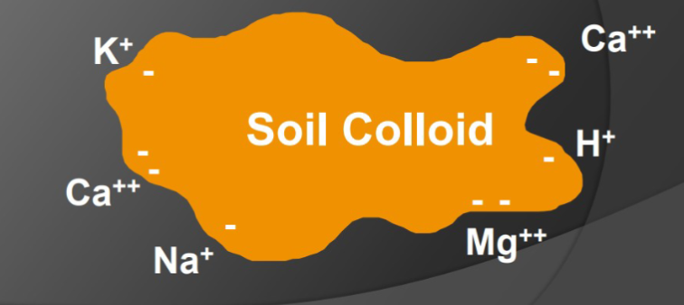 <p>The total capacity of soil to hold exchangeable cations</p><ul><li><p>Clay and organic matter have negative charges that hold and release positively charged nutrients. (Cations absorbed onto the surface of the clay or humus)</p></li><li><p>The static charge keeps the nutrients from being washed away and holds them so they are available to plant roots and soil microorganisms. </p></li></ul><p></p>