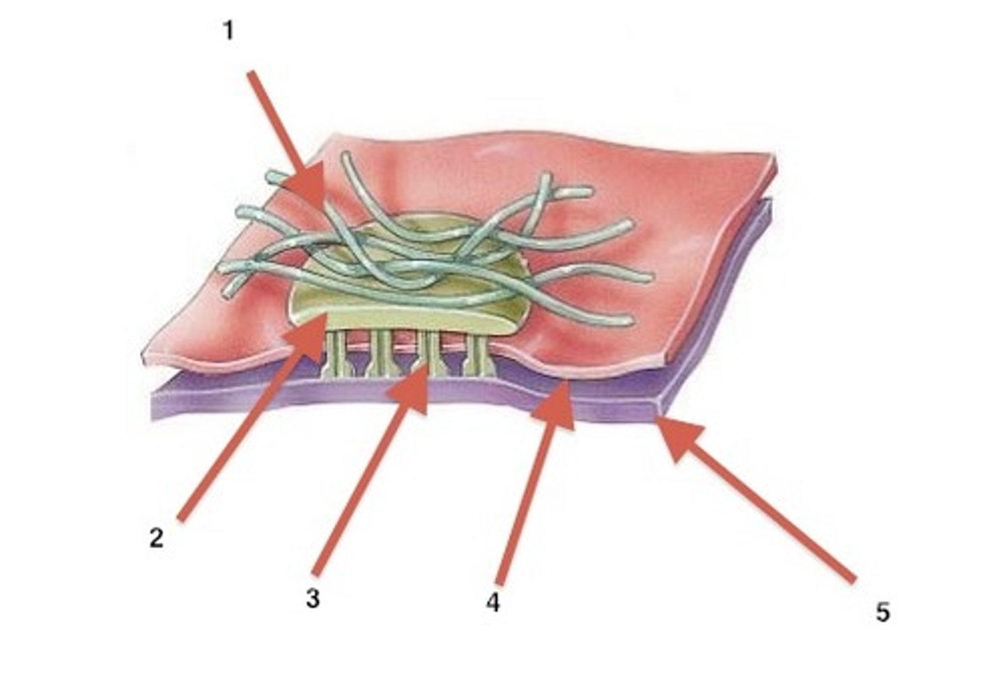 <p>attach epithelial cells to the basement membrane with keratin on the top</p>