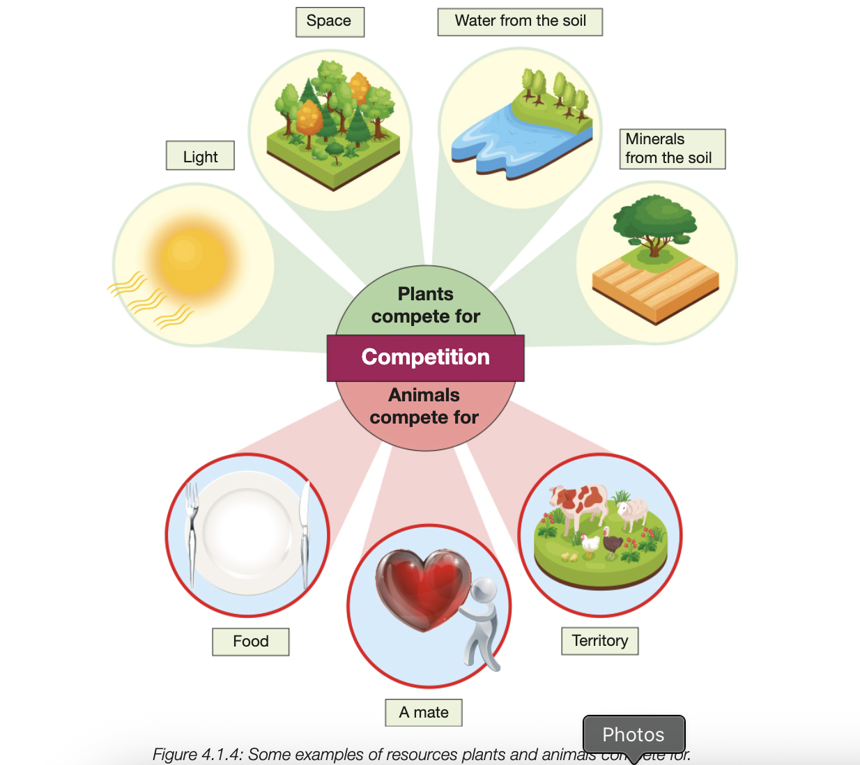<ul><li><p>compete for same resources (e.g. light, oxygen, nutrients, prey, space, sexual partners)</p></li><li><p>no 2 species have identical requirements - overlap is where there is competition</p></li><li><p>outcome generally has negative effects on weaker competitors</p></li><li><p>more intense amongst members of smae species&nbsp;</p></li><li><p>outcompeted species must adapt to remaining available resources or become extinct&nbsp;</p></li><li><p>significant drive of natural selection and evolution</p></li></ul><p></p>