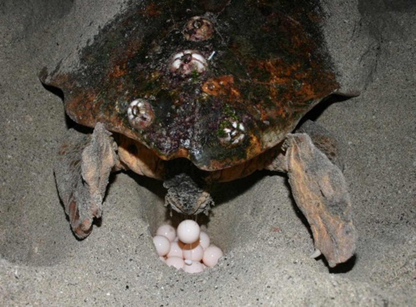 <p>(most reptiles, all birds, 3 species of mammals)</p><p>Each egg in enclosed in a tough protective shell; Eggs are deposited in a safe place;</p><p>Nutrition from yolk</p>