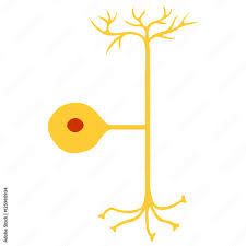 <p>Has axon but the other end is not actually dendrites. Often has a receptor instead of the dendrite, most sensory neurons are like this.</p>