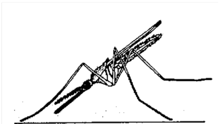 <p>This is the resting position of which family of mosquitoes?</p>