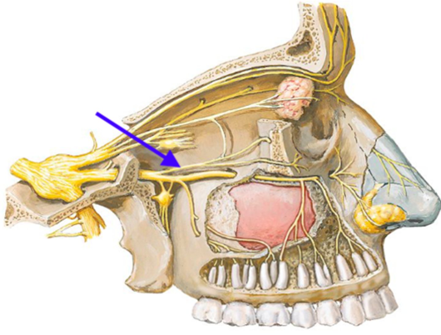 <p>if this structure was lacerated, what function would be diminished</p>