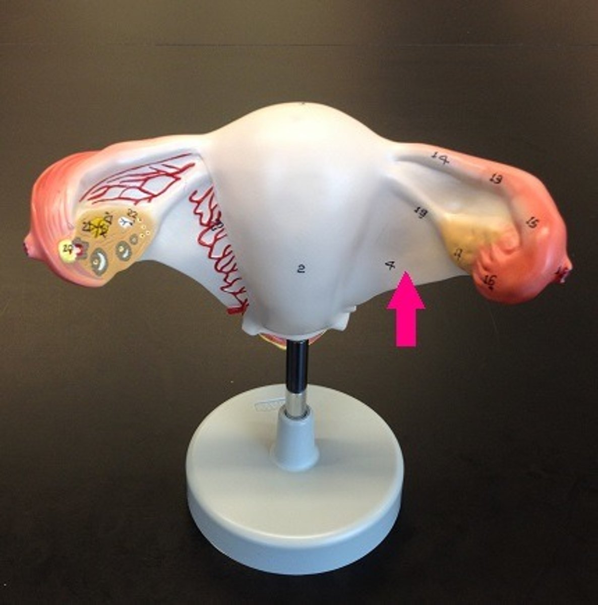 knowt flashcard image