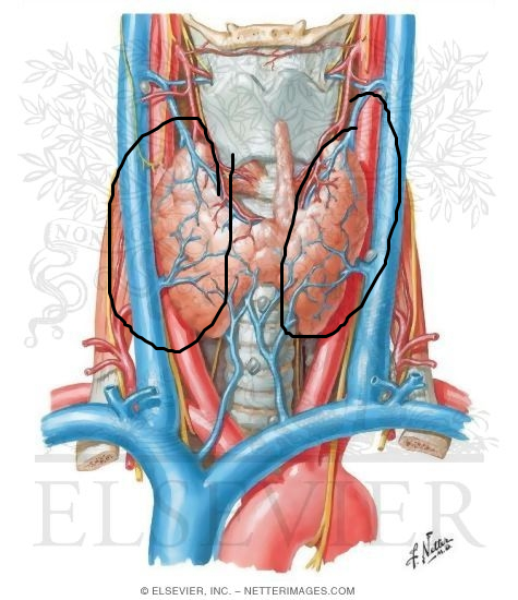 <p>either side of the thyroid gland</p>