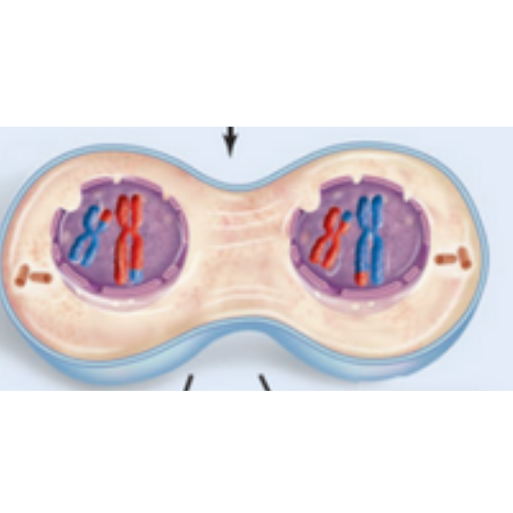 <p>What phase of meiosis is happening here?</p>