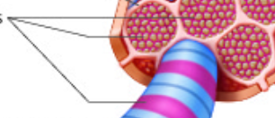 <ul><li><p>Long functional subunits made up of myofilaments within a muscle cell</p></li><li><p>Surrounded by sarcoplasmic reticulum</p></li><li><p>Take up a majority of the sarcoplasm&nbsp;</p></li></ul><p></p>