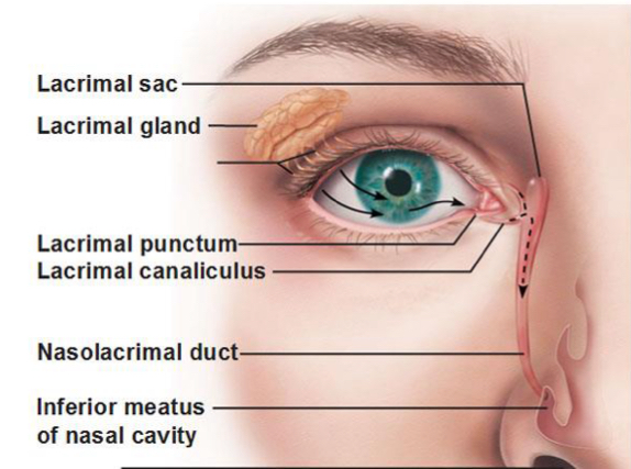<p>Lacrimal gland: Produces tears to lubricate and cleanse the eye.</p>
<p>Lacrimal punctum: Small openings that drain tears from the eye surface.</p>
<p>Lacrimal canaliculus: Small channels that connect the lacrimal puncta to the lacrimal sac.</p>
<p>Lacrimal sac: Collects tears from the canaliculi.</p>
<p>Nasolacrimal duct: Carries tears from the lacrimal sac to the nasal cavity, draining inferior to the inferior concha/turbinate.</p>