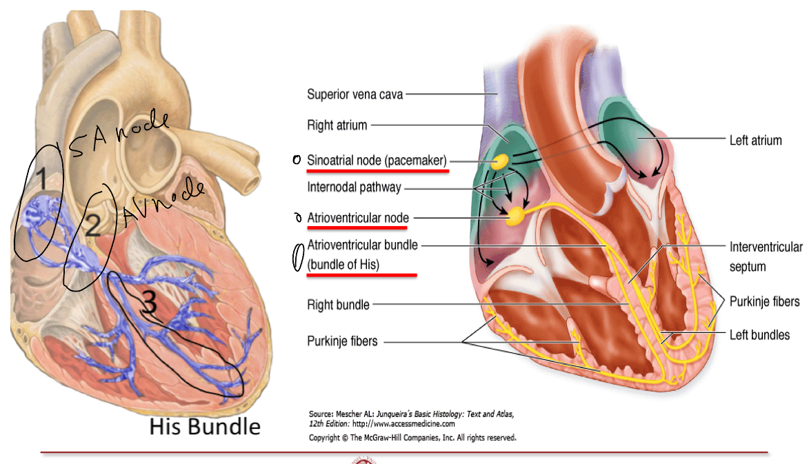 <p>Main components+functions</p><ol><li><p>Sinoatrial (pacemaker)node: small mass of modified cardiac muscle cells, they are fusiform, smaller and have less myofibirils than neighboring muscle cells.</p></li><li><p>Atrioventricular node: like sinoatrial node but with cytoplasmic projection that branch in various directions, forming a network.</p></li><li><p>Bundle of His (originates from sinoatrial node, passing along interventricular spetum and splits into left and right budnles, branhcing further to both ventricles. They are modified cardiac muscle cells functionally integrated by gap junctions(purkinje fibers)</p></li></ol><p></p>