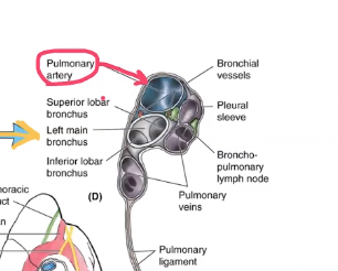 <p>pulmonary artery</p>