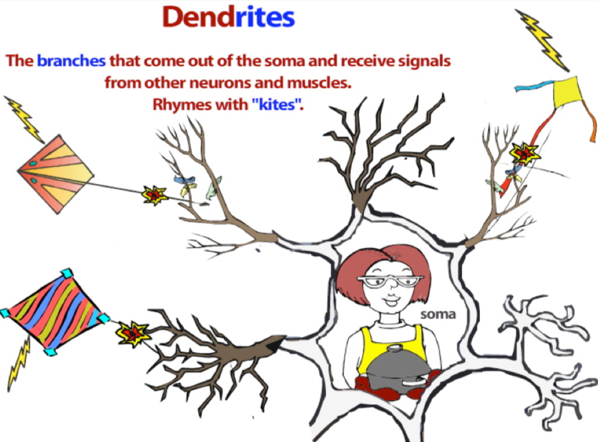 <p>Signals from muscles and other neurons enter the neuron through branches called dendrites.</p>