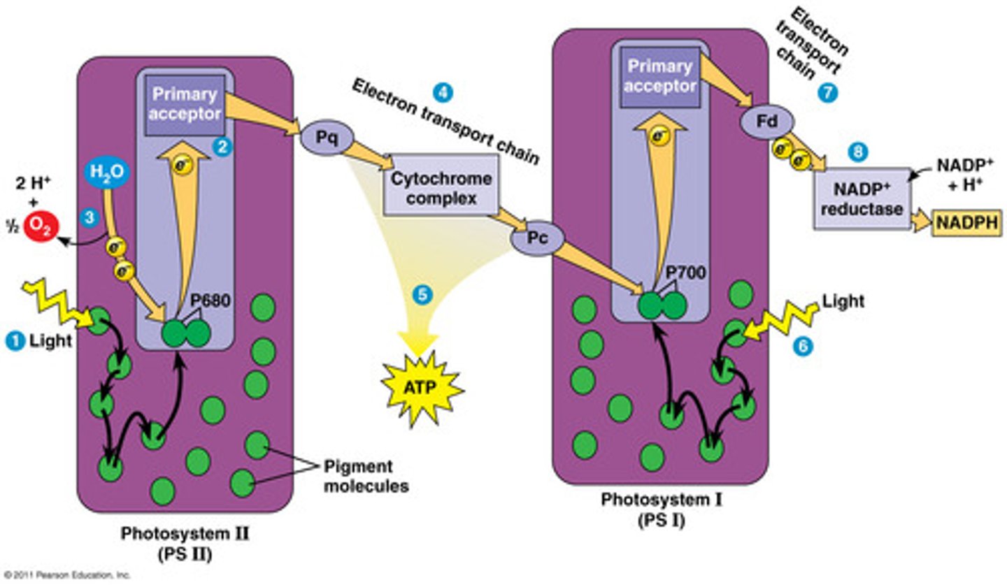 <p>Z-Scheme!</p><p>1. Energy from sunlight excites electrons</p><p>Uses light absorbing compound (chlorophyll)</p><p>Water is the electron donor</p><p>2. Electrons are eventuallytransferred to NADP+ via anelectron transport chainforming NADPH</p><p>3. Photophosphorylation</p>