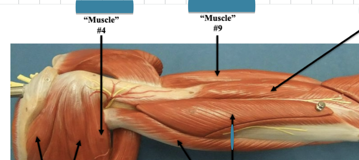 <p>Label muscle #9 </p>