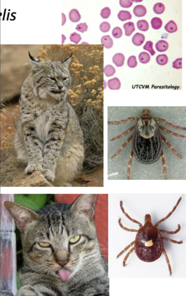 <p>What are the symptoms of feline cytauxzoonosis?</p>