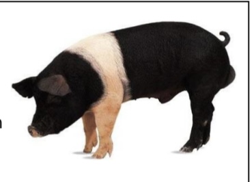 <p>SWINE BREEDS: what is the breed, origin, color, body, and traits?</p>