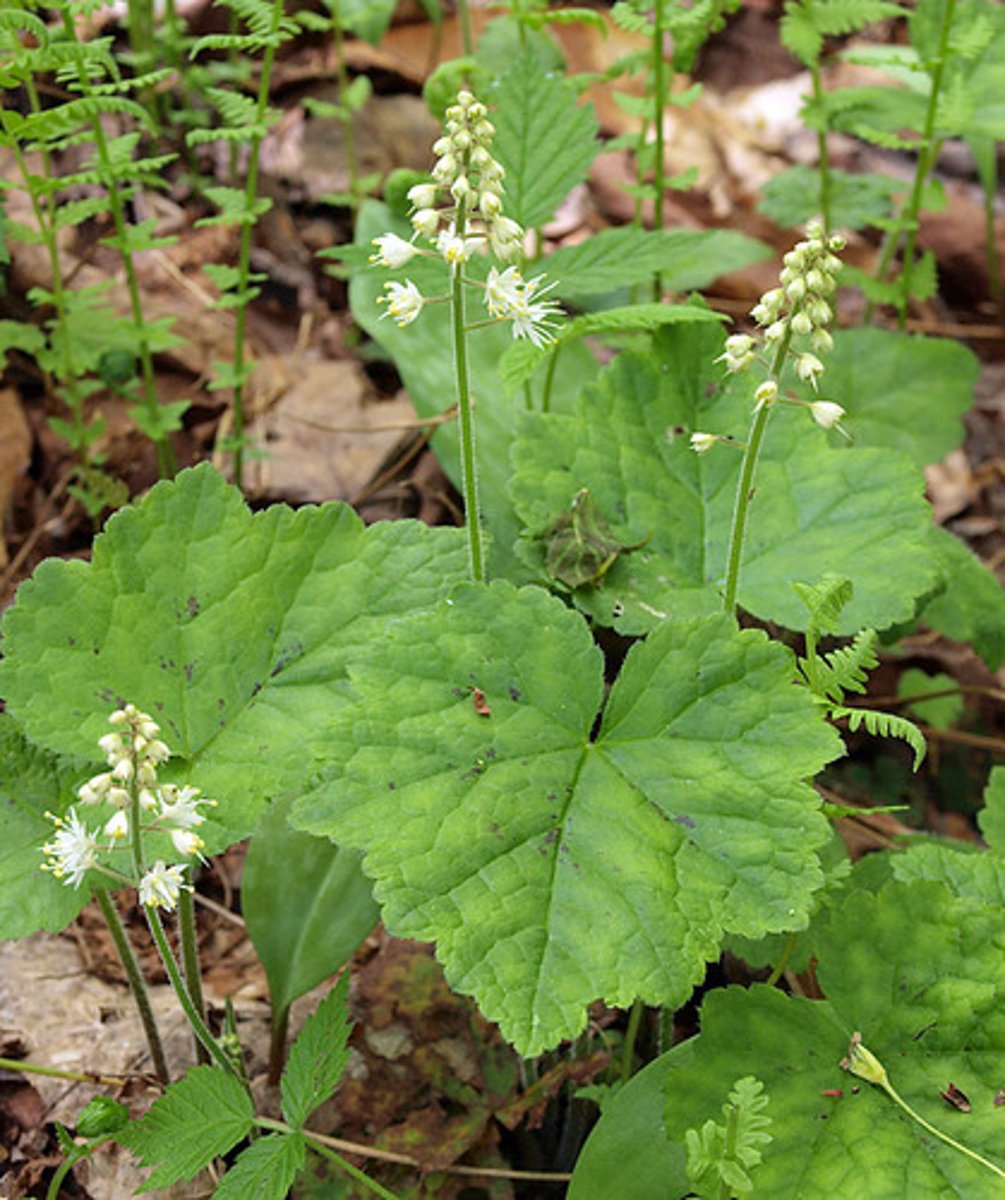 <p>foam flower</p>