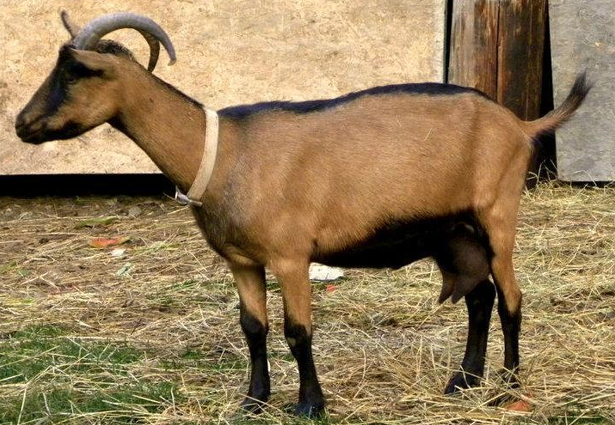<ul><li><p>Originated in Switzerland</p></li><li><p>Red goat with a black topline, belly &amp; head</p></li></ul><p></p>