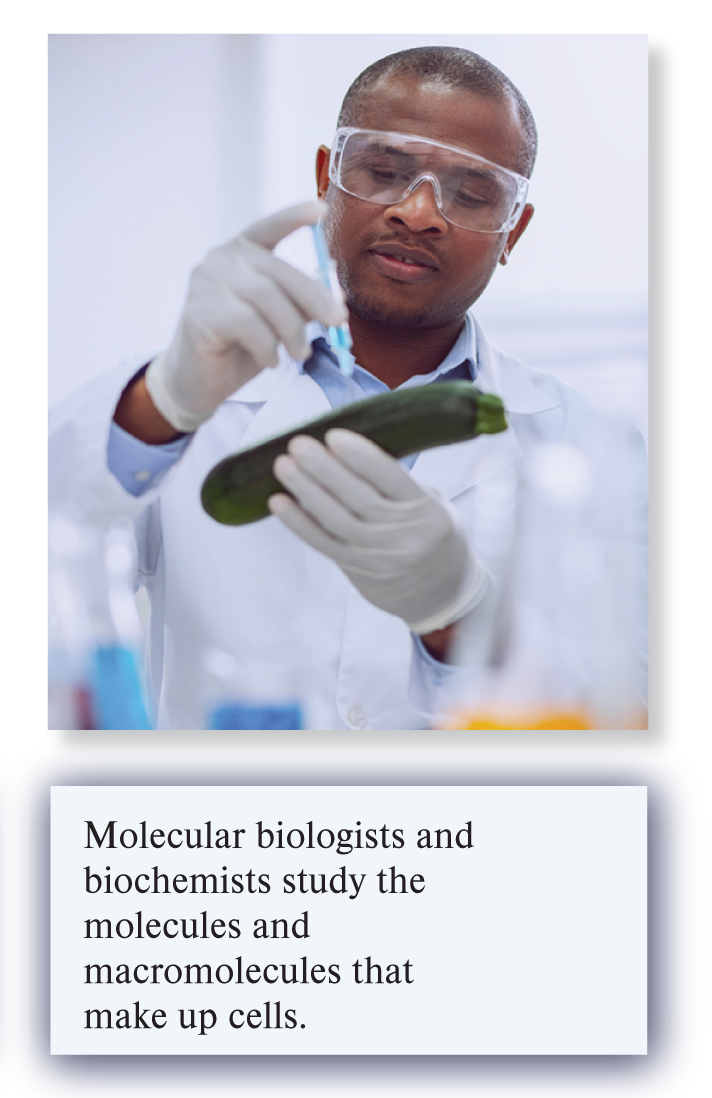 <ul><li><p>Atomic and molecular </p></li><li><p>Molecular biologists and biochemists study the molecules and macromolecules that make up cells </p></li></ul>