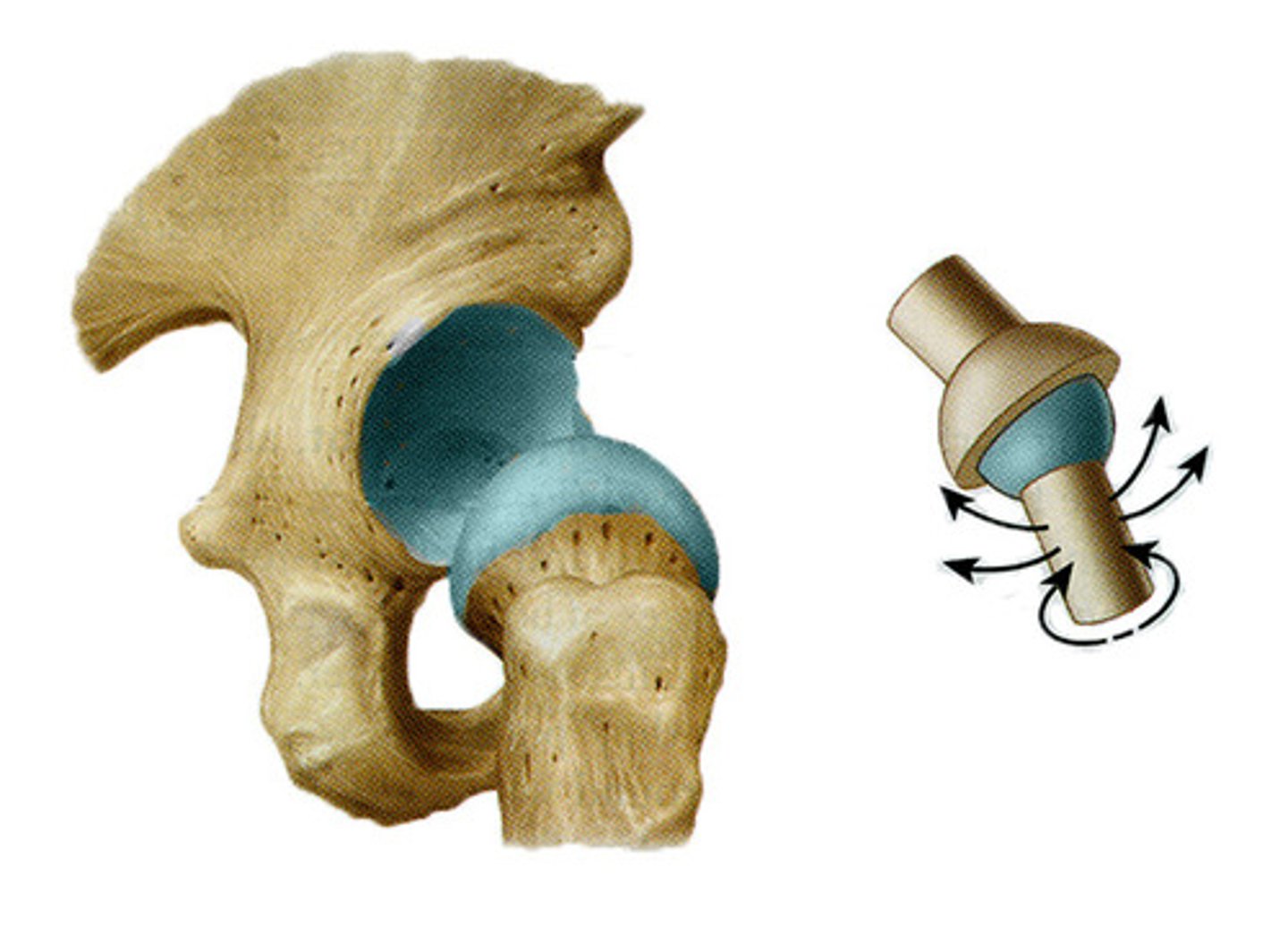 <p>Diarthrodial Synovial ball and socket joint of hip.</p>